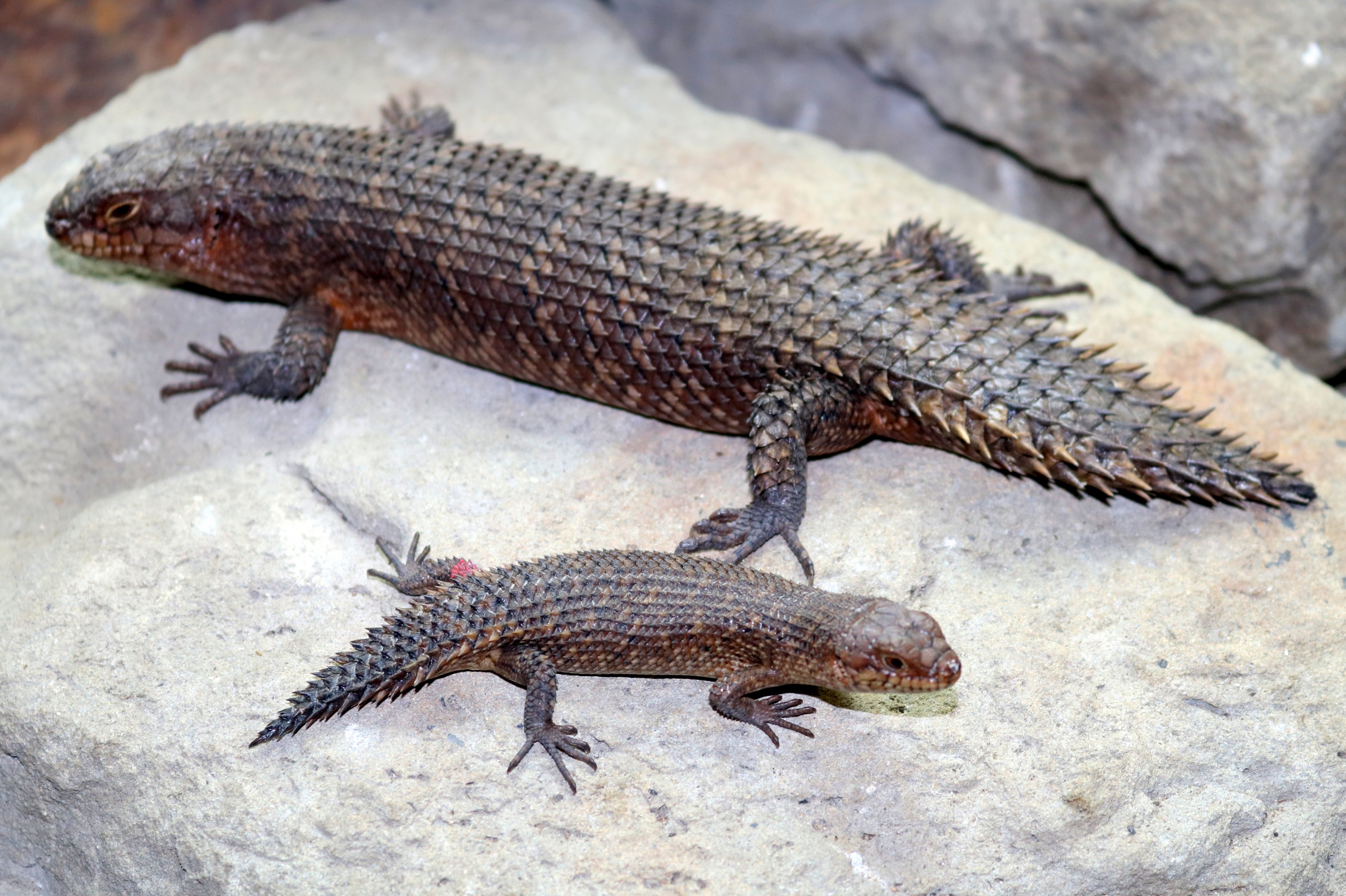 Gidgee spiny-tailed skink; London Zoo; 15th October 2019