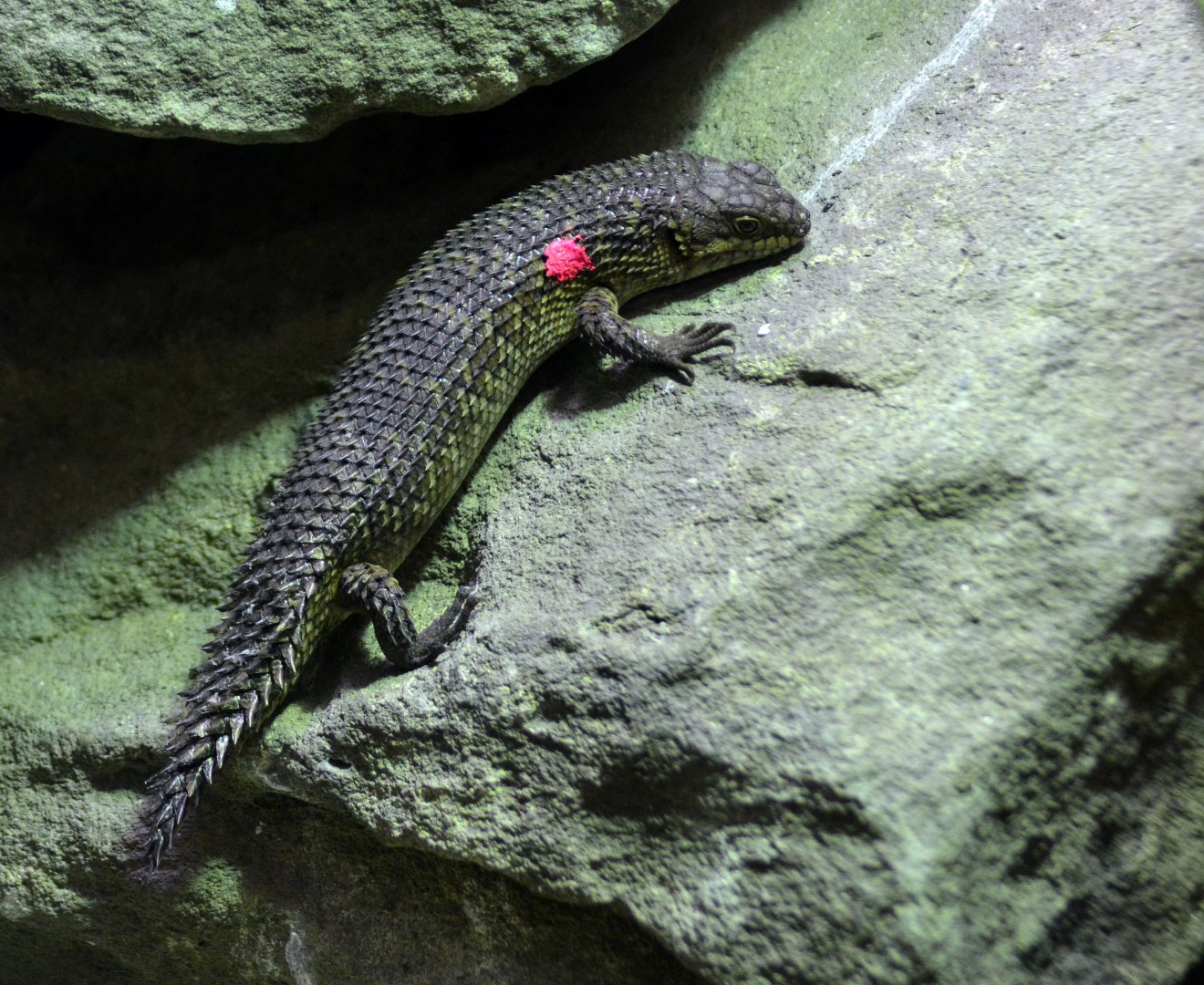 Gidgee spiny tailed skink