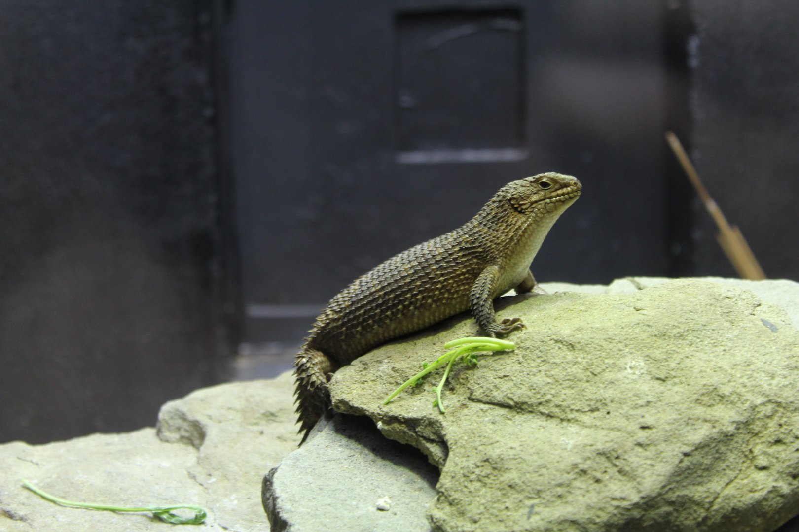 Gidgee Spiny-Tailed Skink