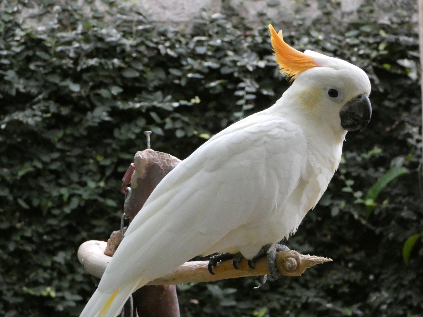 Gidget (Citron-crested cockatoo)