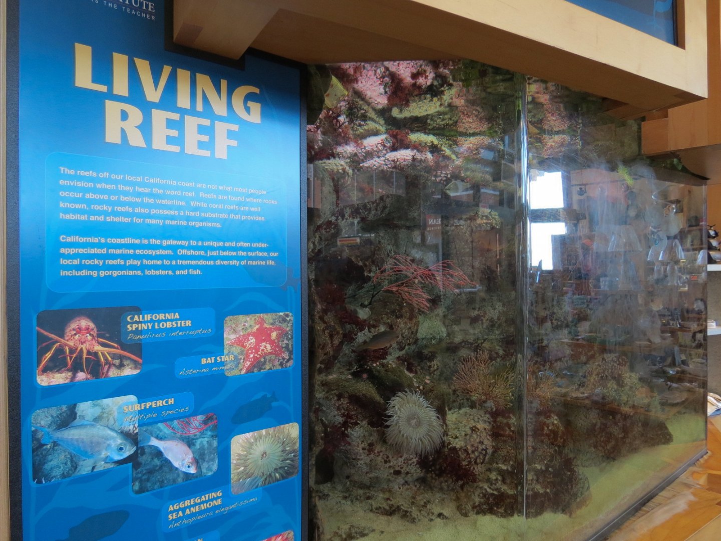 Gift and Book Store - Interior Live Exhibit