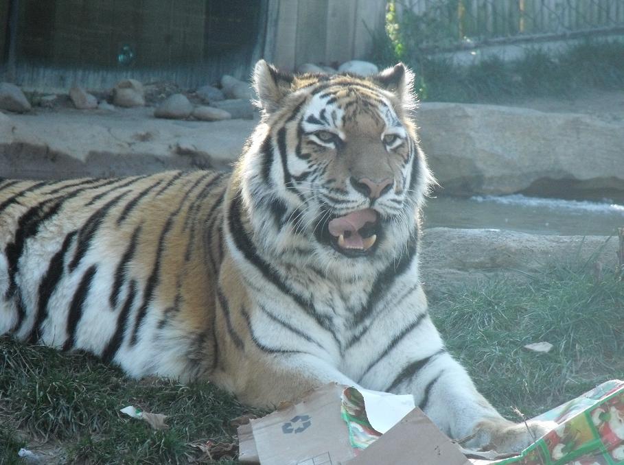 Gift Chewing Amur Tiger