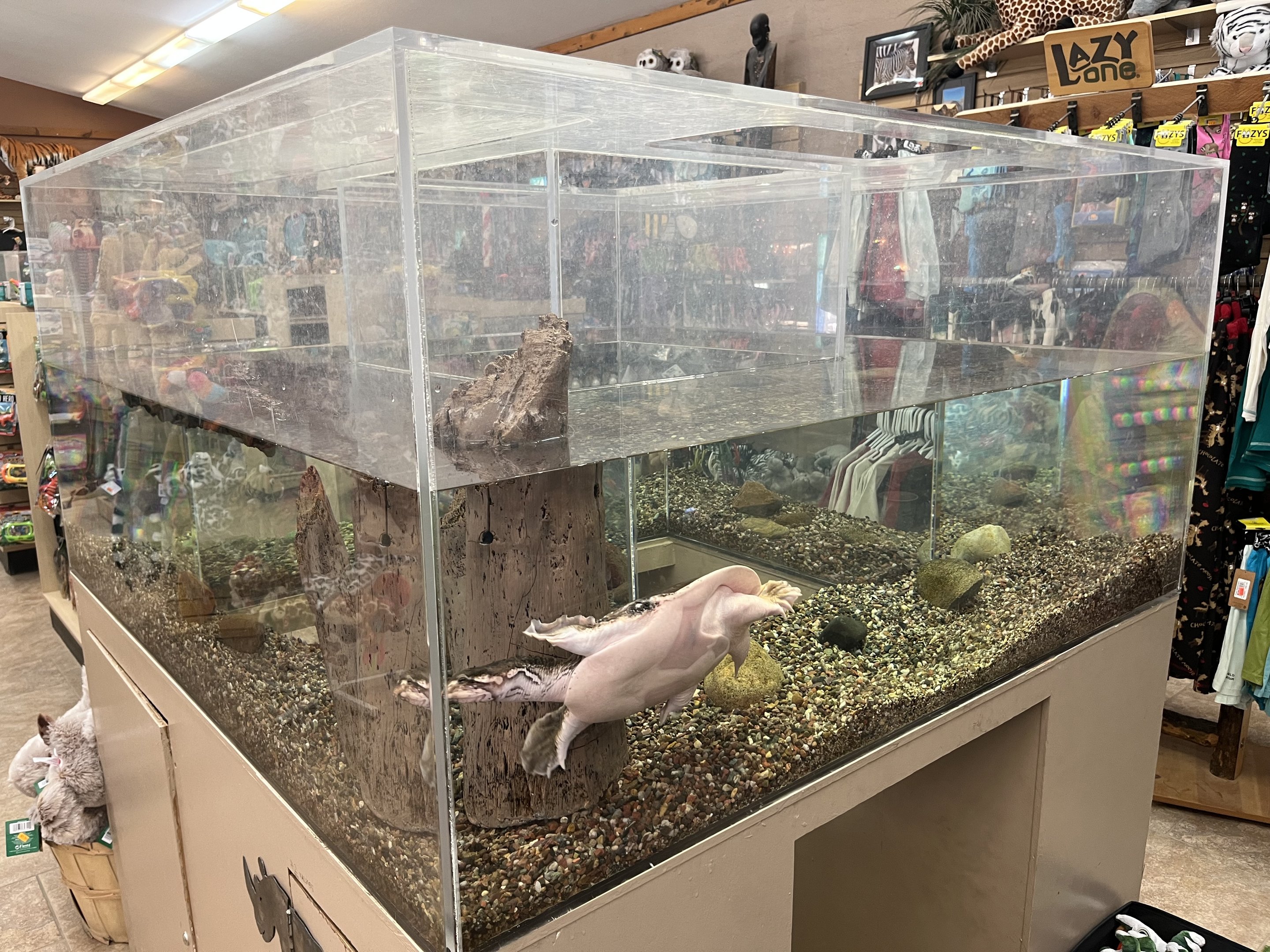 Gift Shop Aquarium Tank #3