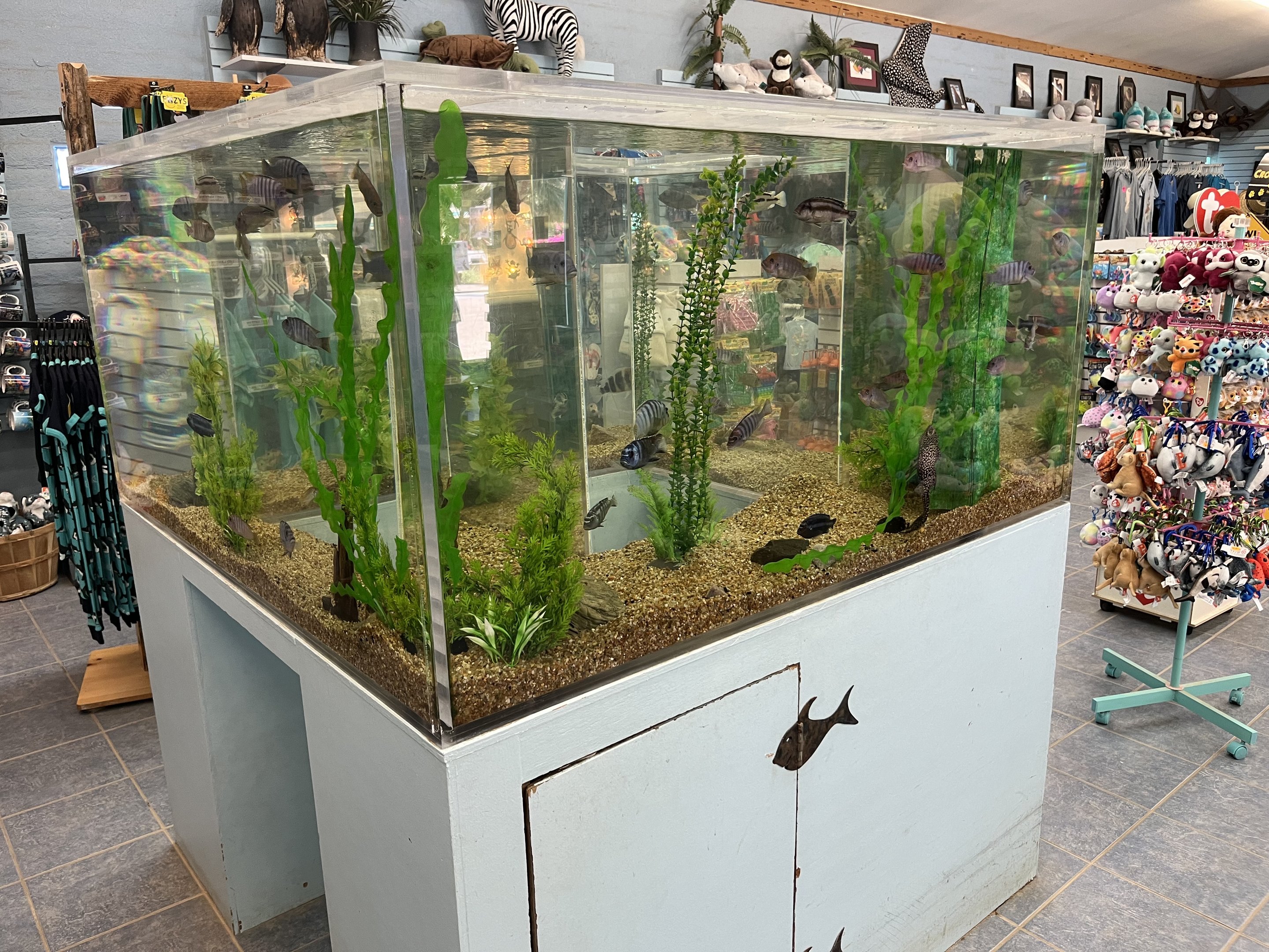Gift Shop Aquarium Tank #4