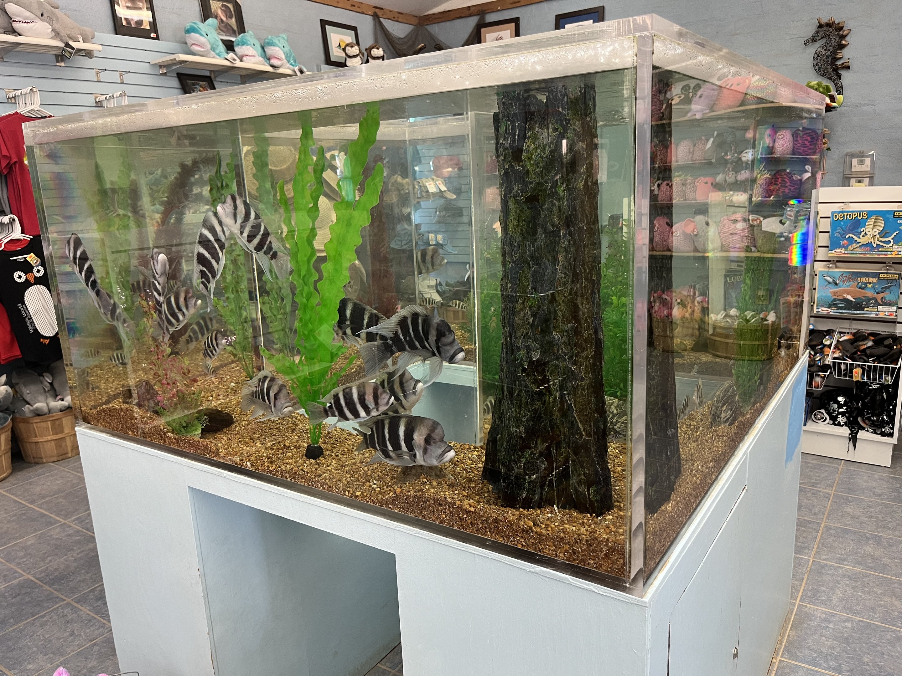 Gift Shop Aquarium Tank #5