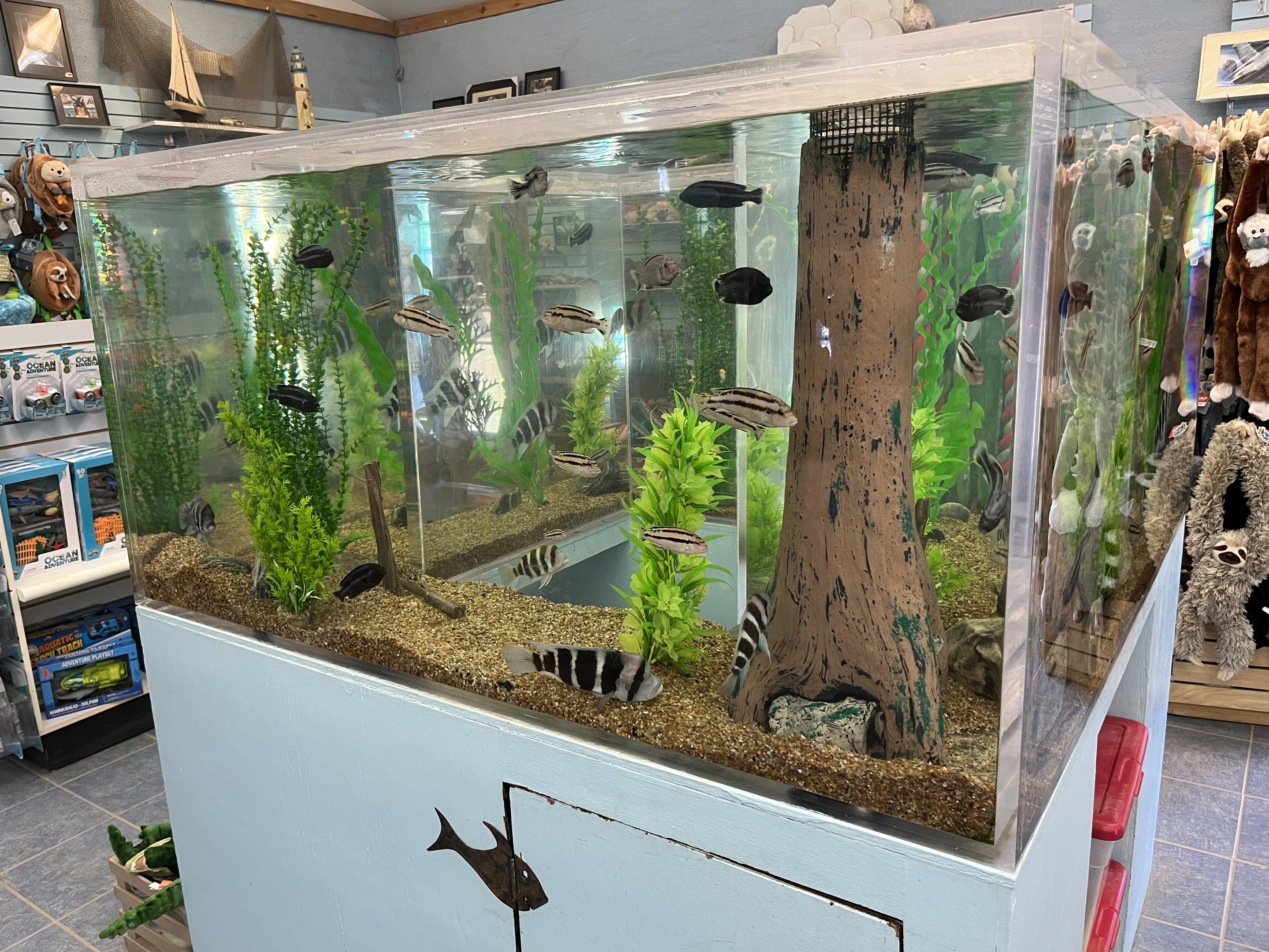 Gift Shop Aquarium Tank #6