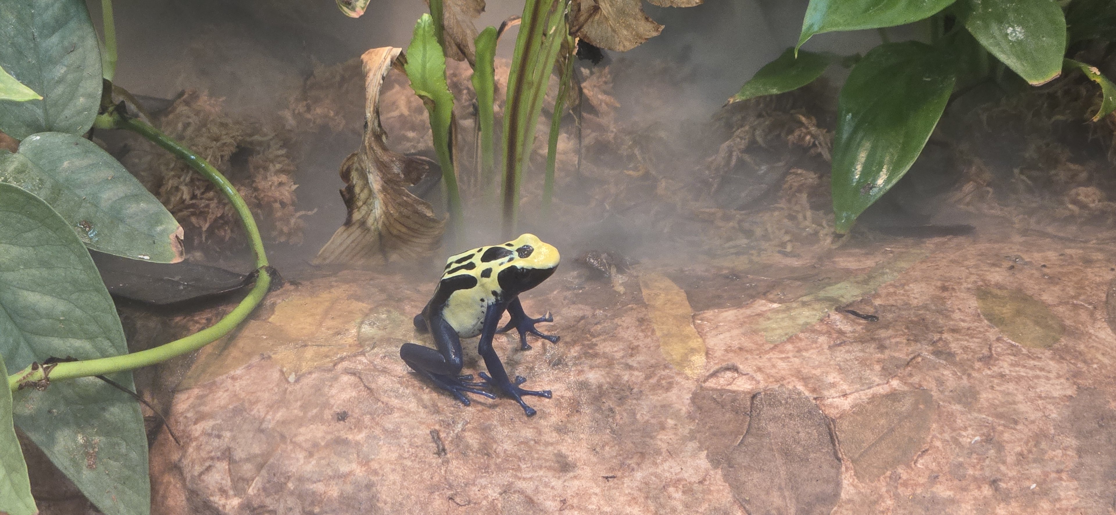 Gift shop - arrow frogs