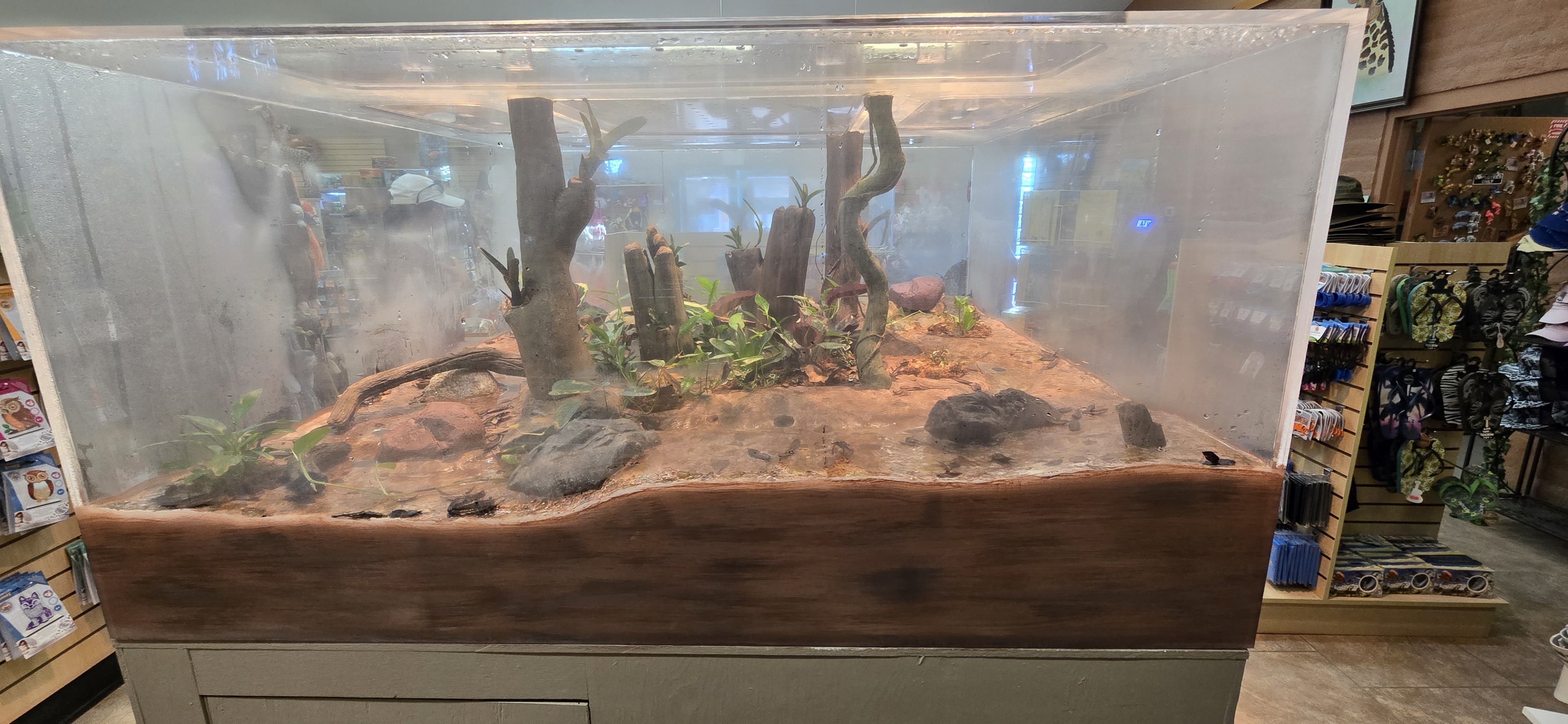 Gift shop - arrow frogs