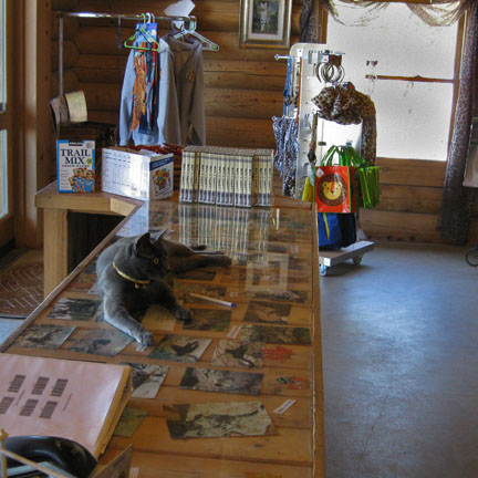 gift shop cat