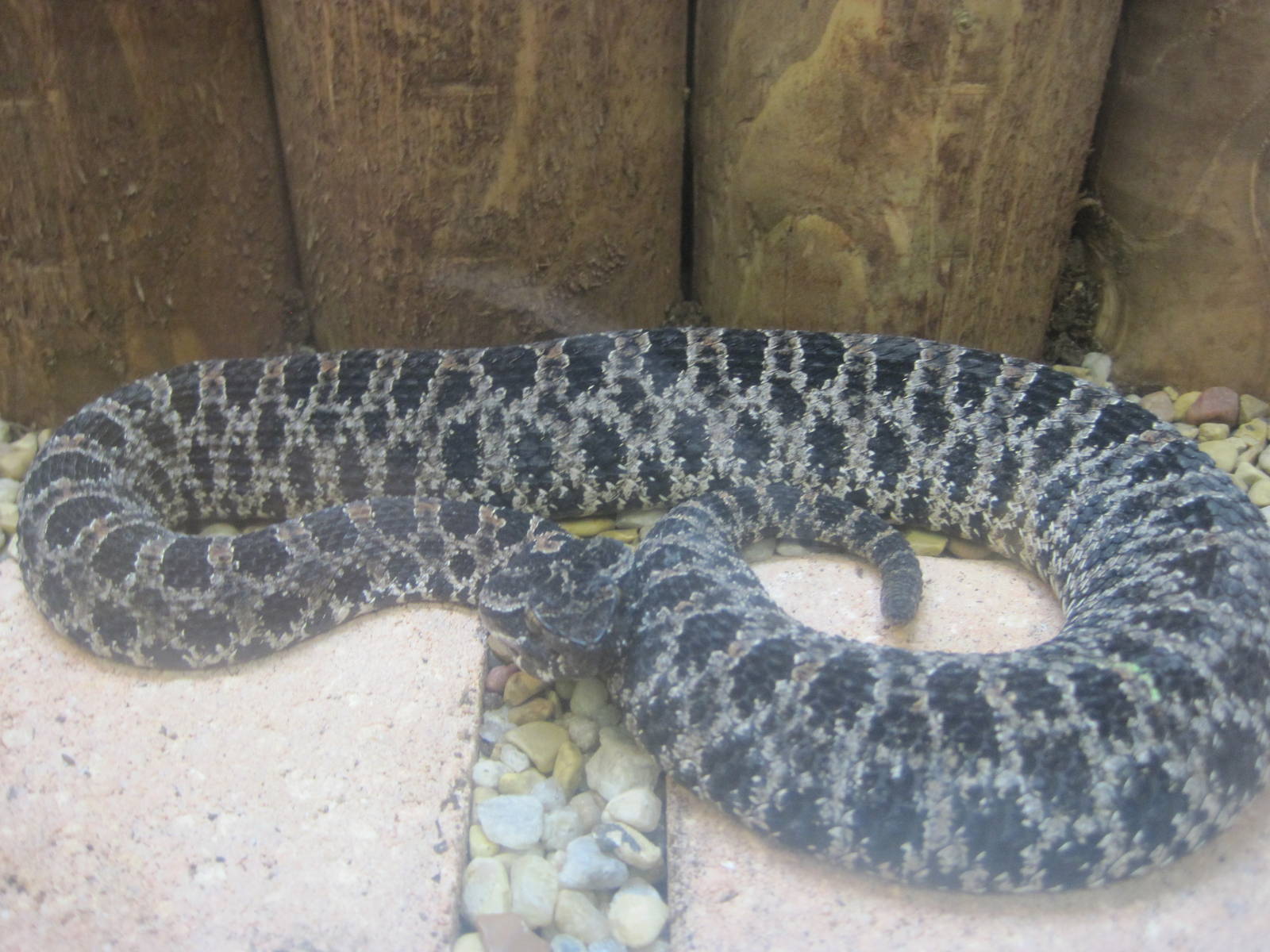 Gift Shop- Dusky Pygmy Rattlesnake
