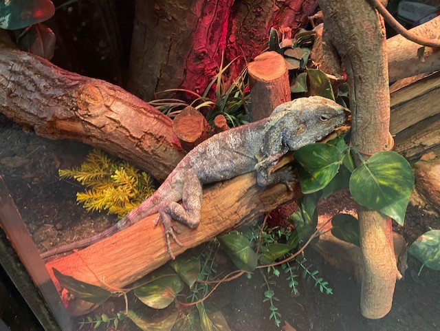 Gift Shop - Frilled lizard 051122