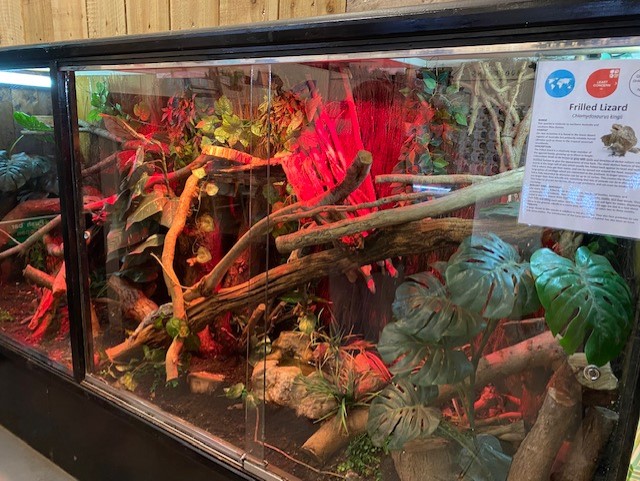 Gift Shop - Frilled lizard exhibit 051122