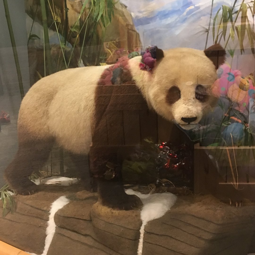 Gift Shop Giant Panda