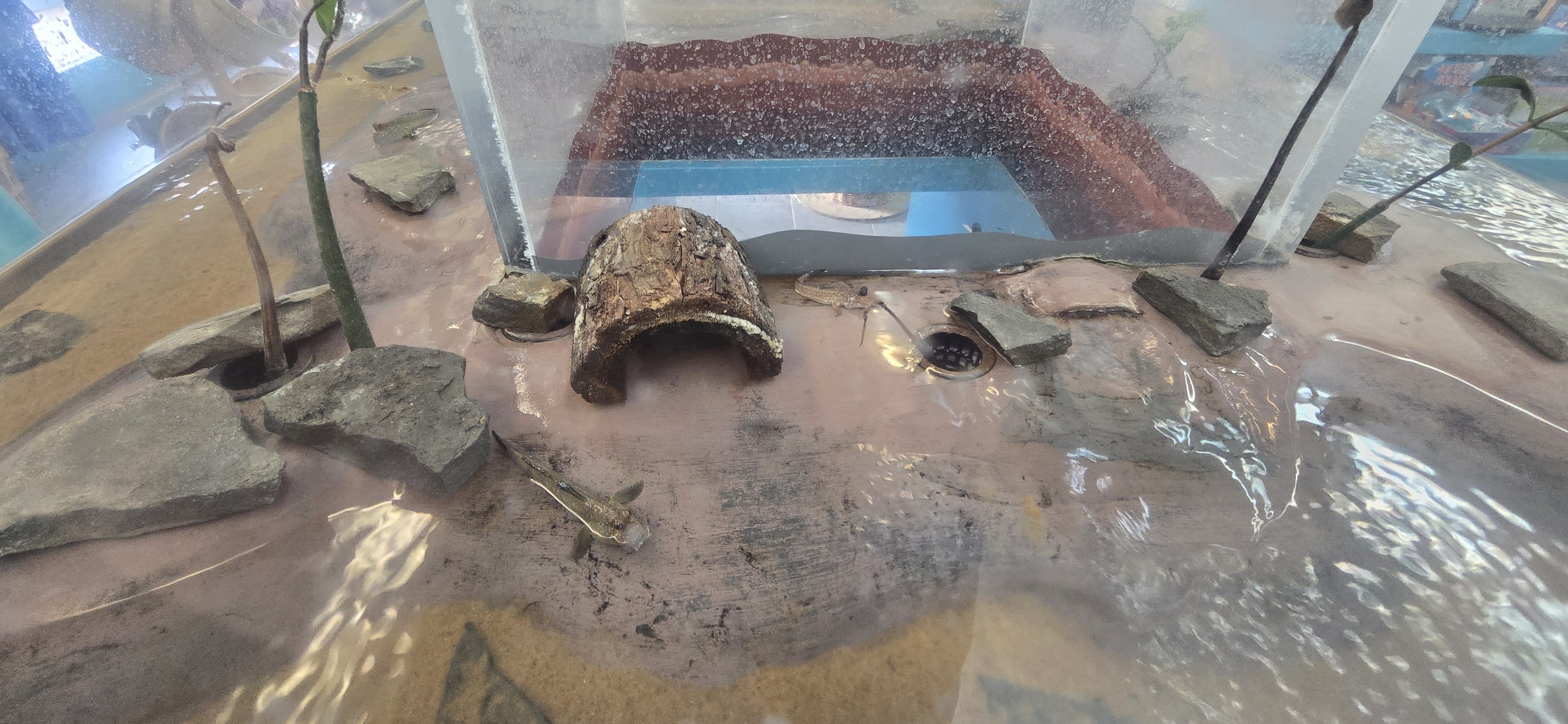 Gift shop - mudskippers