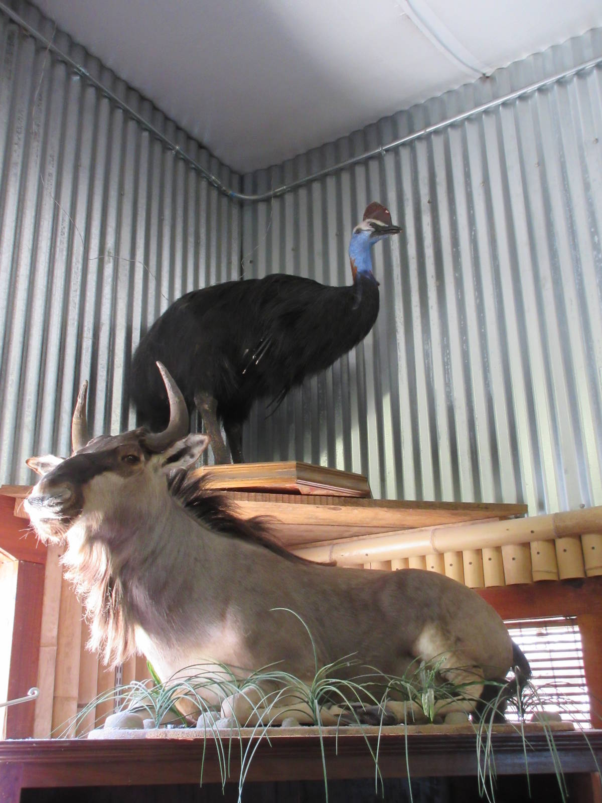 Gift Shop Taxidermy!