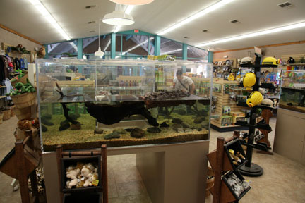 Gift shop with aquarium