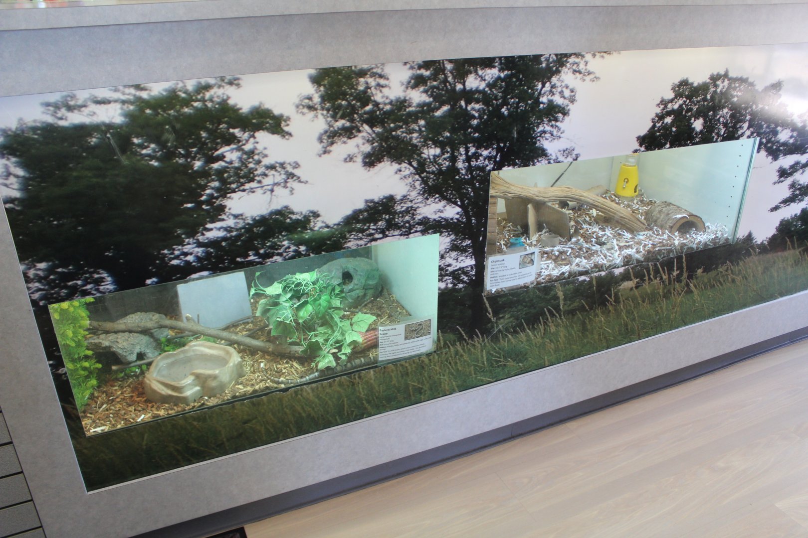 Giftshop Exhibits (Milk Snake + Chimpmunk)