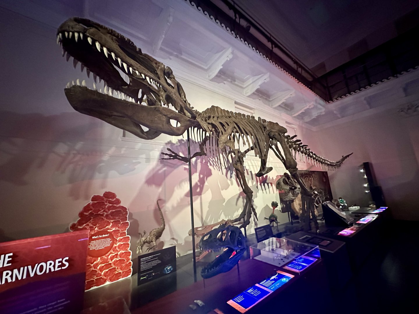 Giganotosaurus carolinii (cast)