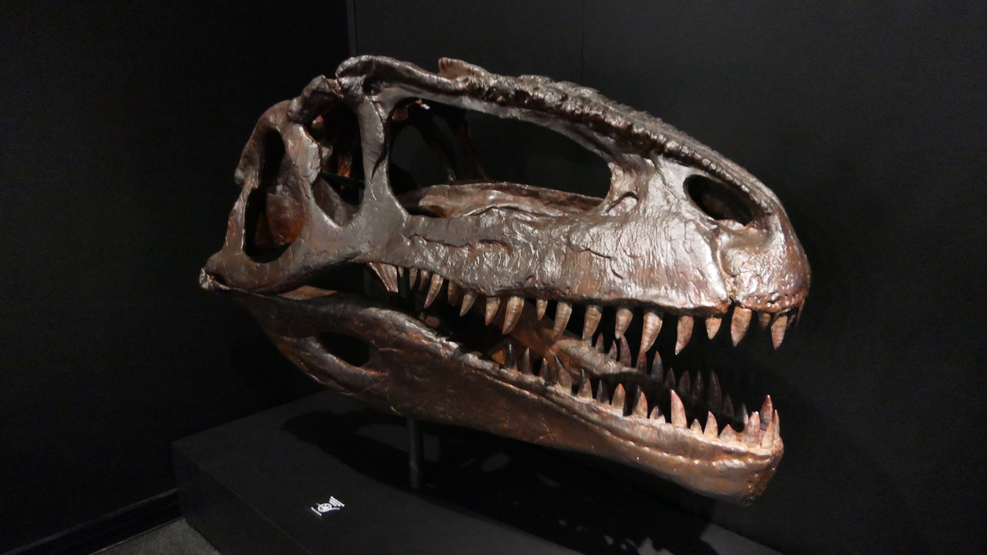 Giganotosaurus carolinii - Dinosaurs of Patagonia