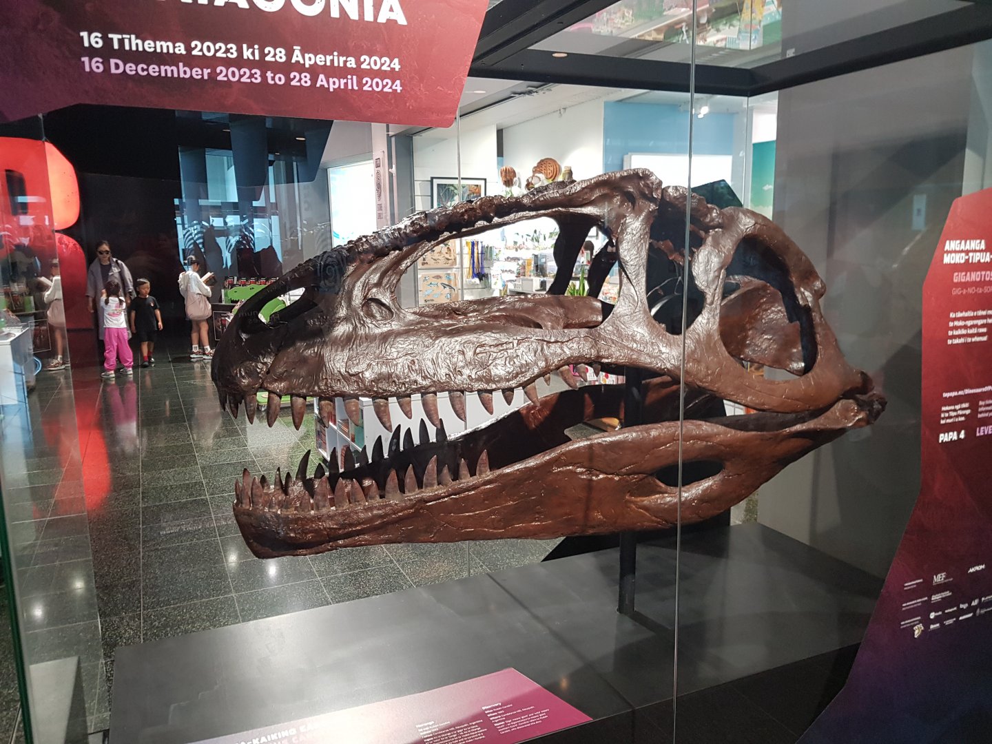Giganotosaurus carolinii skull- Ngā Taniwha o Rūpapa | Dinosaurs of Patagonia, Te Papa