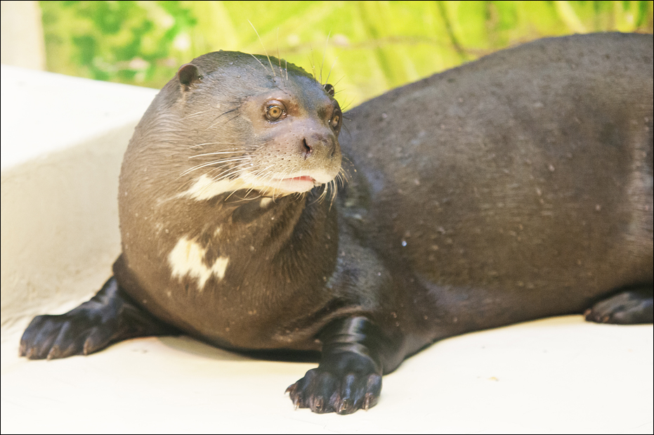 Gigant otter at Hamburg