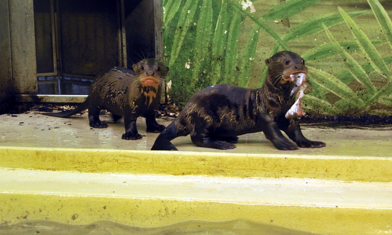 Gigant otter babys at Hagenbeck