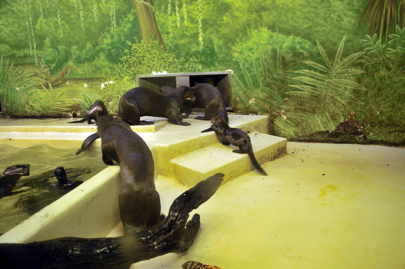 Gigant otters at Hagenbeck
