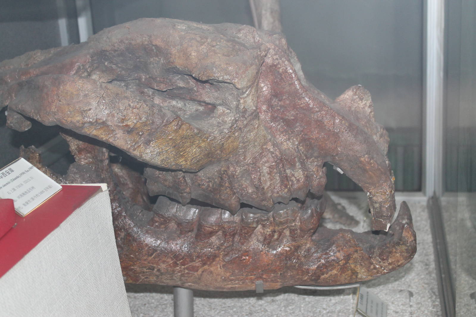 Gigantamynodon giganteus