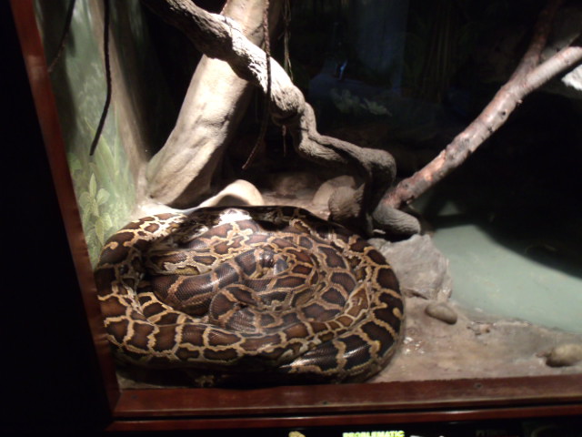 Gigantic Burmese Python