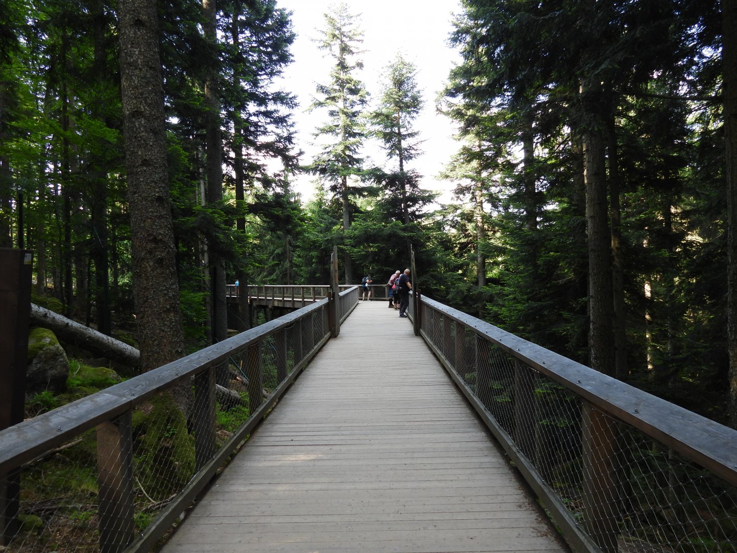 Gigantic wolf exhibit at the national park Sumava, visitor center Srni