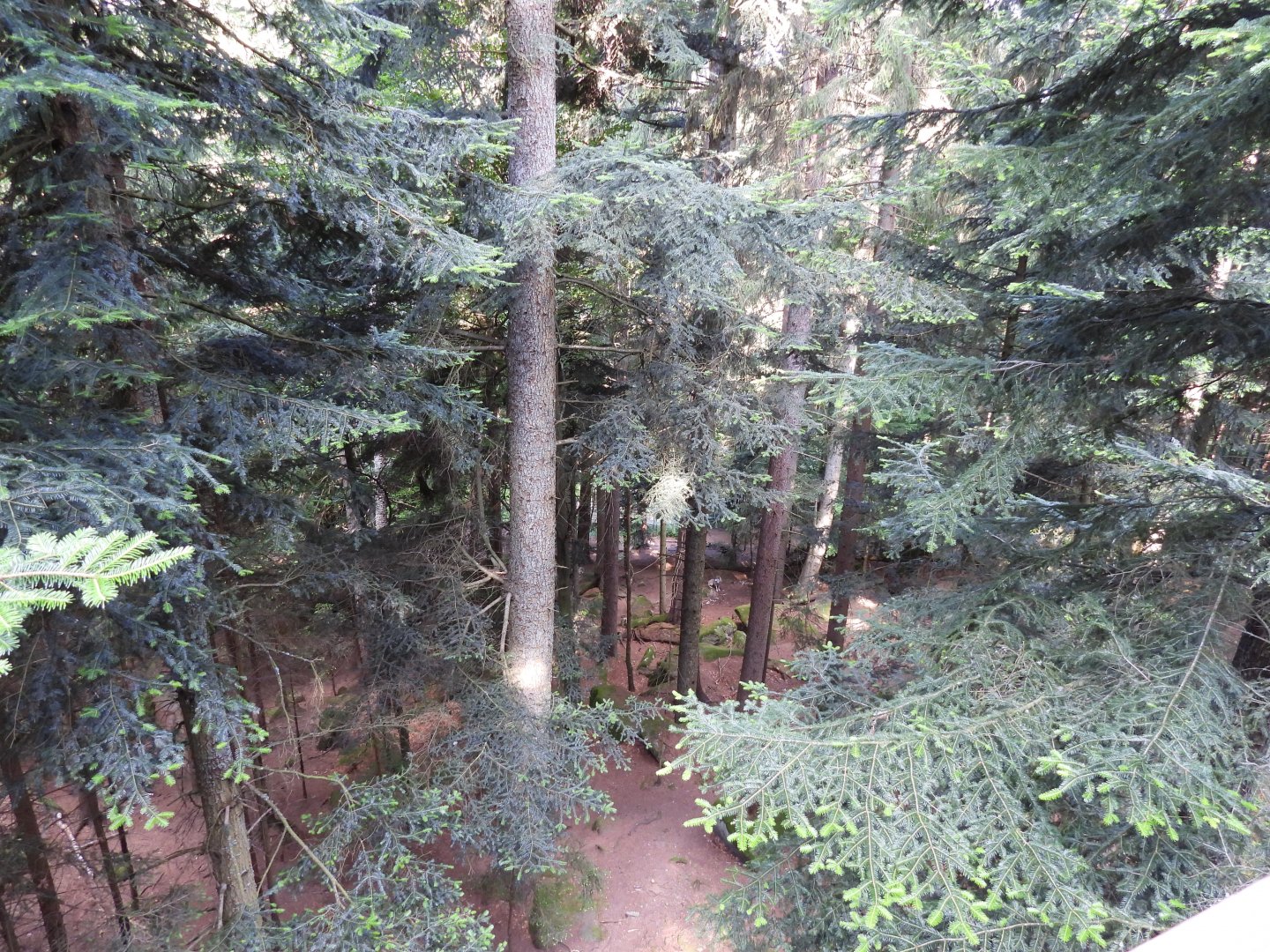 Gigantic wolf exhibit at the national park Sumava, visitor center Srni