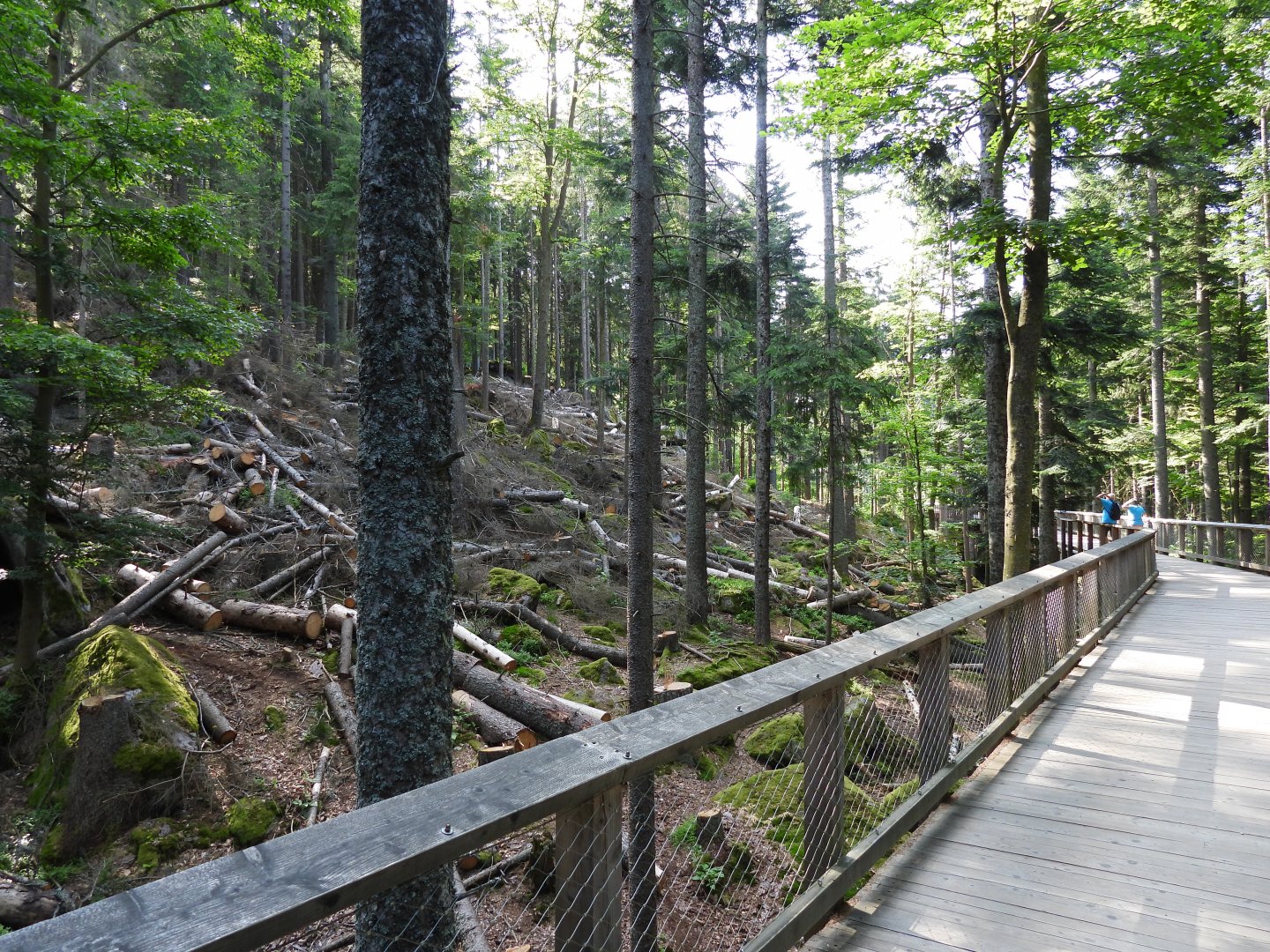 Gigantic wolf exhibit at the national park Sumava, visitor center Srni