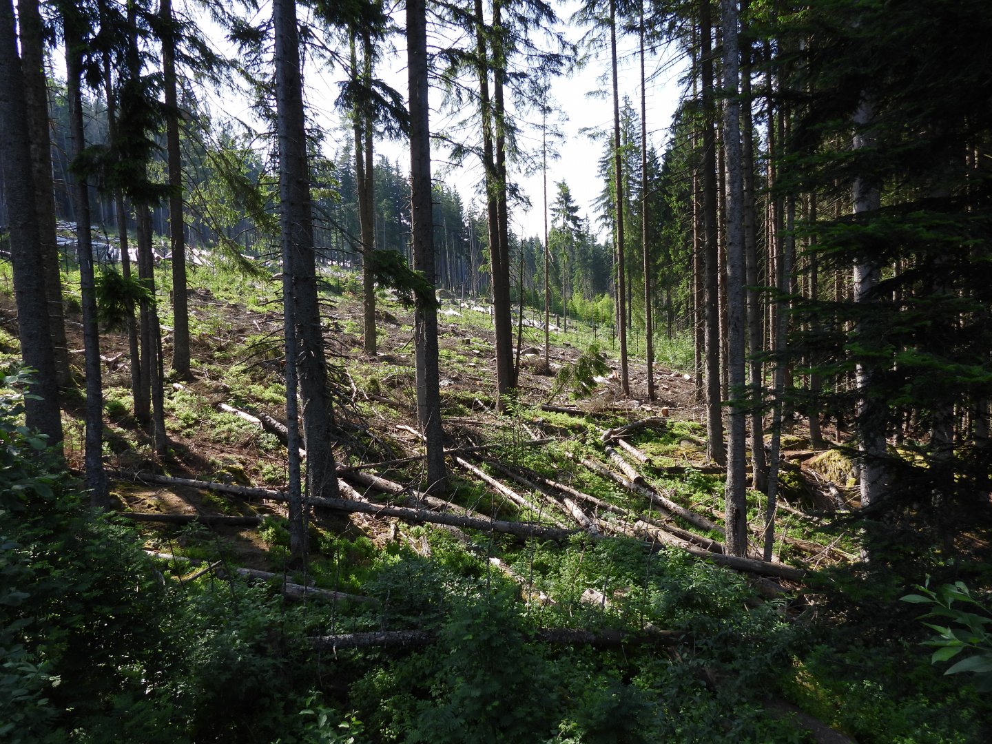 Gigantic wolf exhibit at the national park Sumava, visitor center Srni