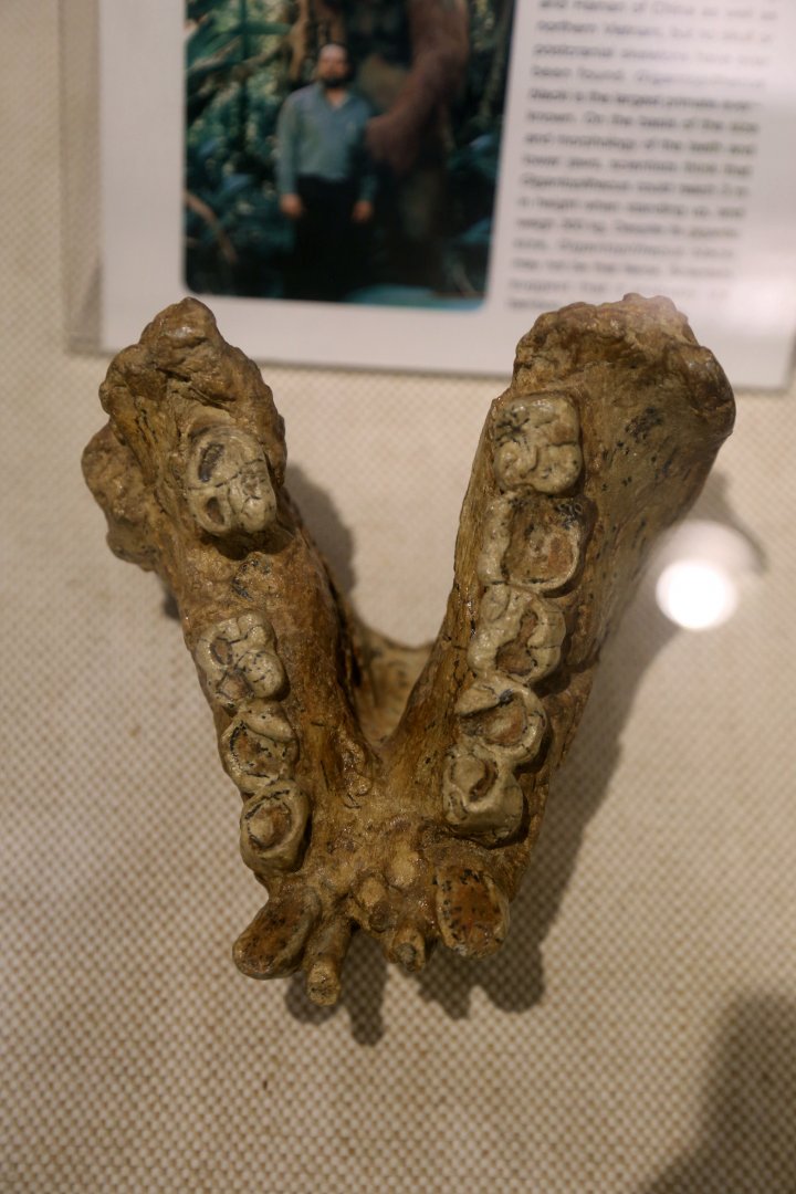 Gigantopithecus blacki Mandible (IVPP PA83)