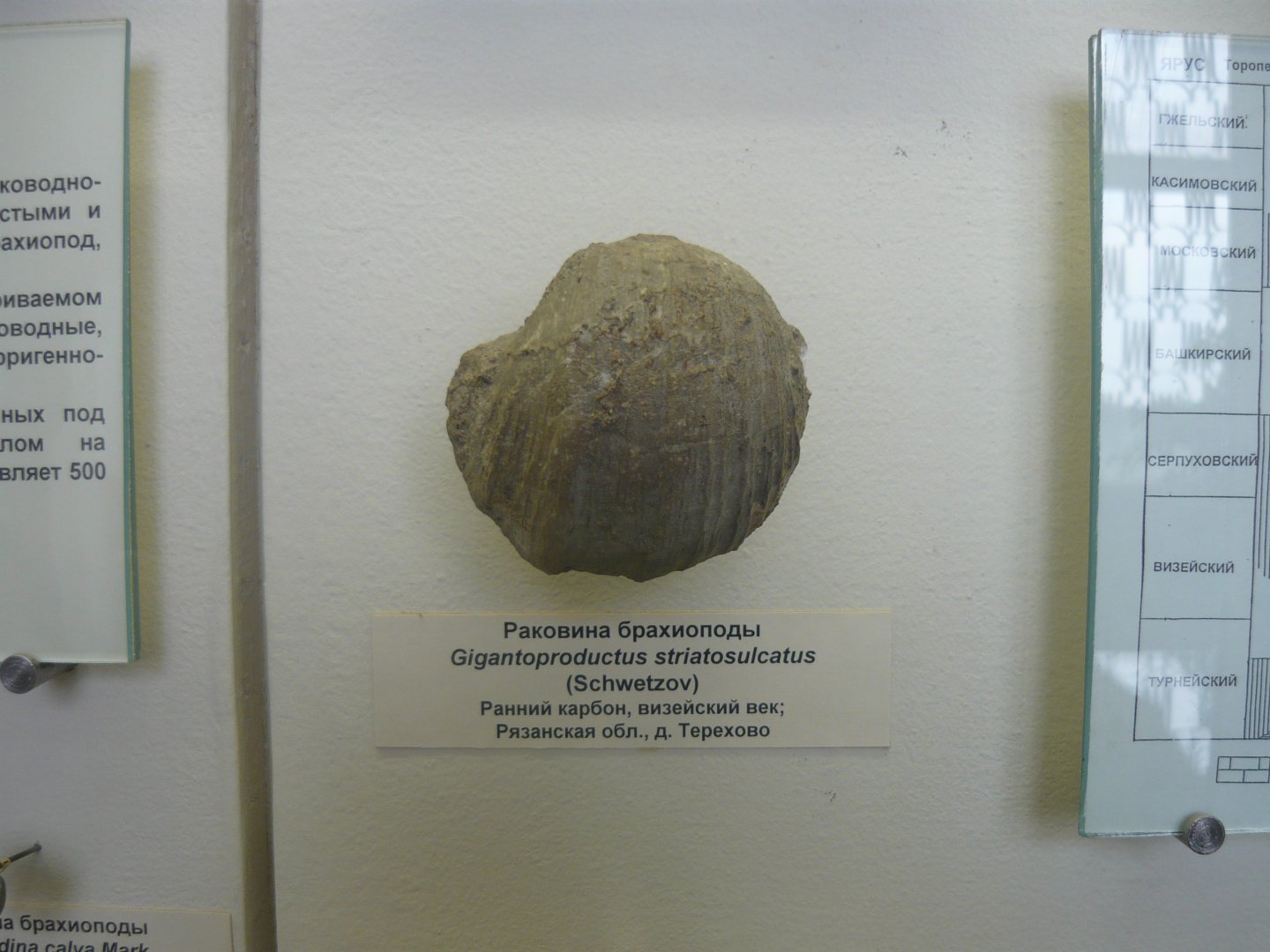 Gigantoproductus striatosulcatus