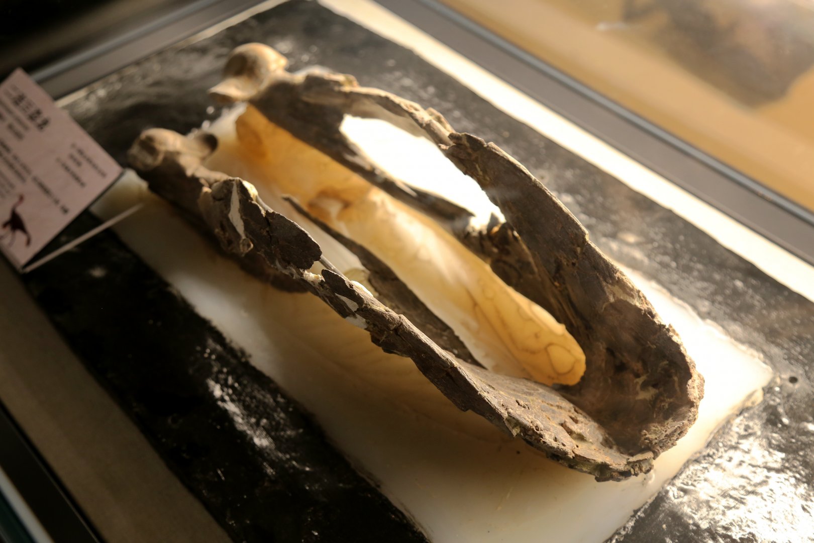 Gigantoraptor erlianensis Mandible, Holotype (LH V0011)