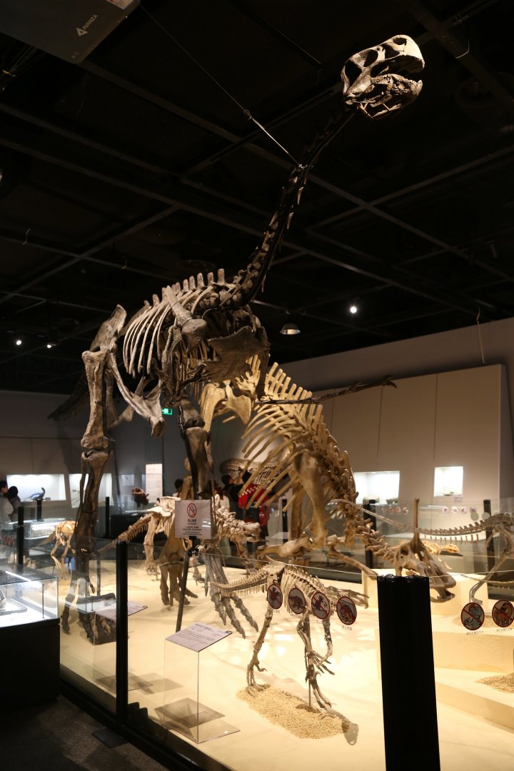 Gigantoraptor erlianensis