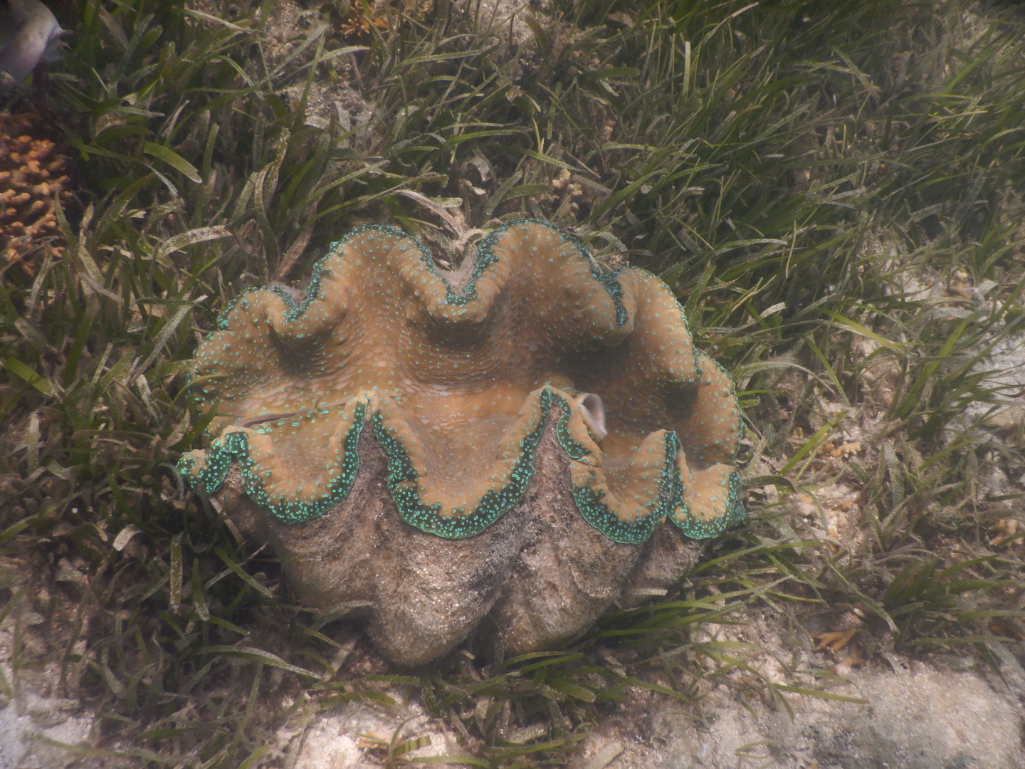 Gigas Giant Clam (Tridacna gigas) - Green Island