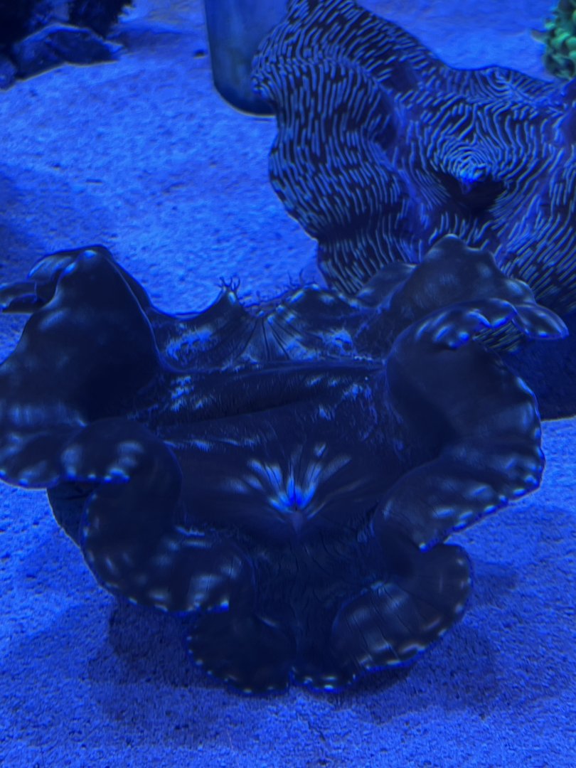 Gigas Giant Clam