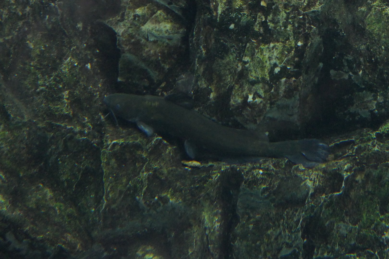 Gigi Catfish (Tachysurus nudiceps)
