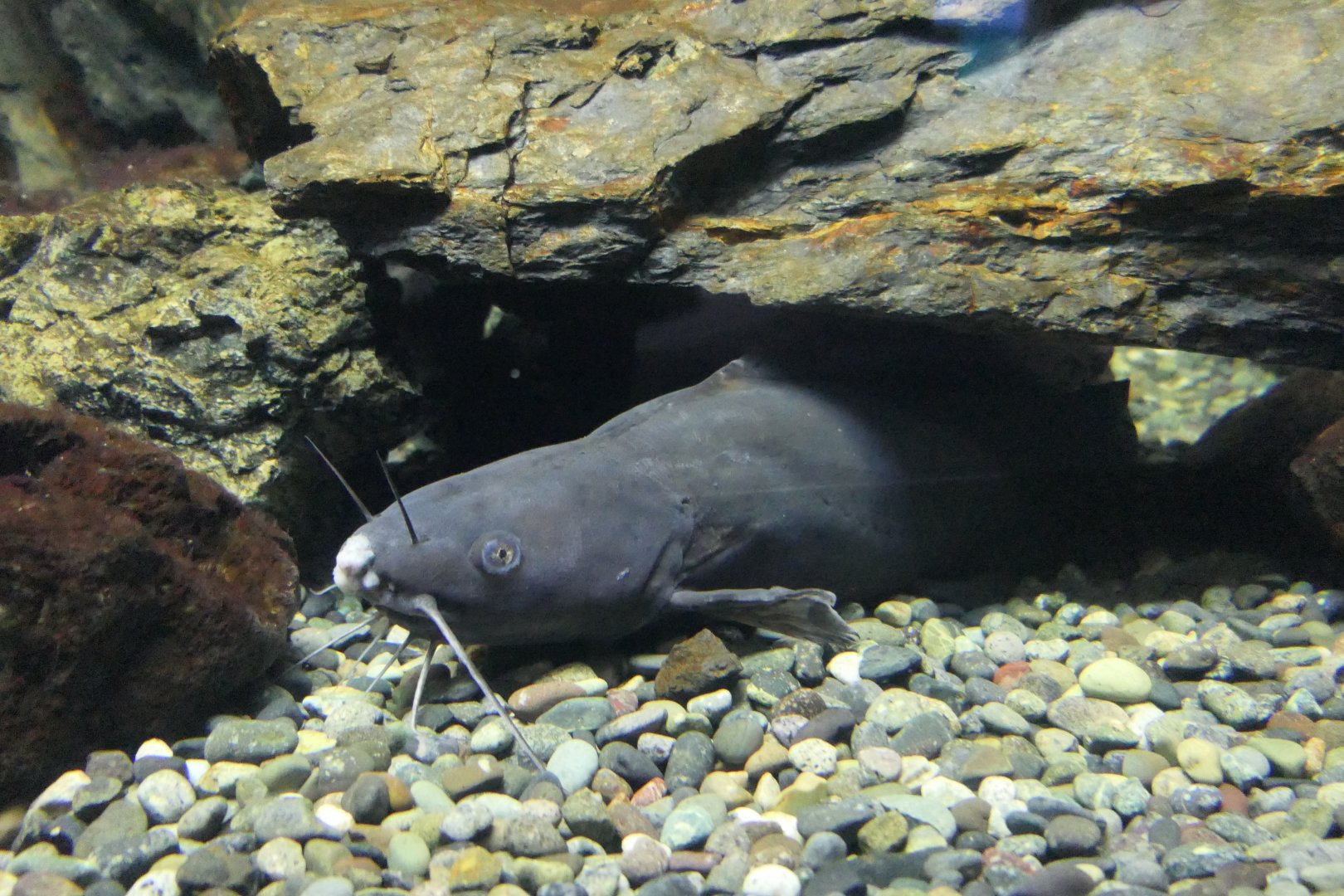 Gigi (Tachysurus nudiceps) - Lake Biwa Museum