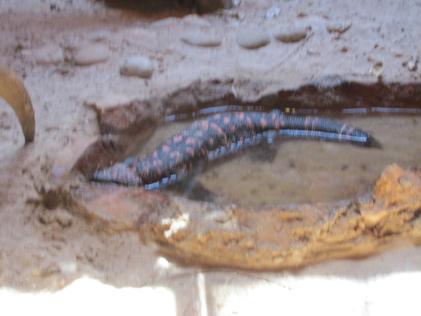 gila lizard centenario zoo