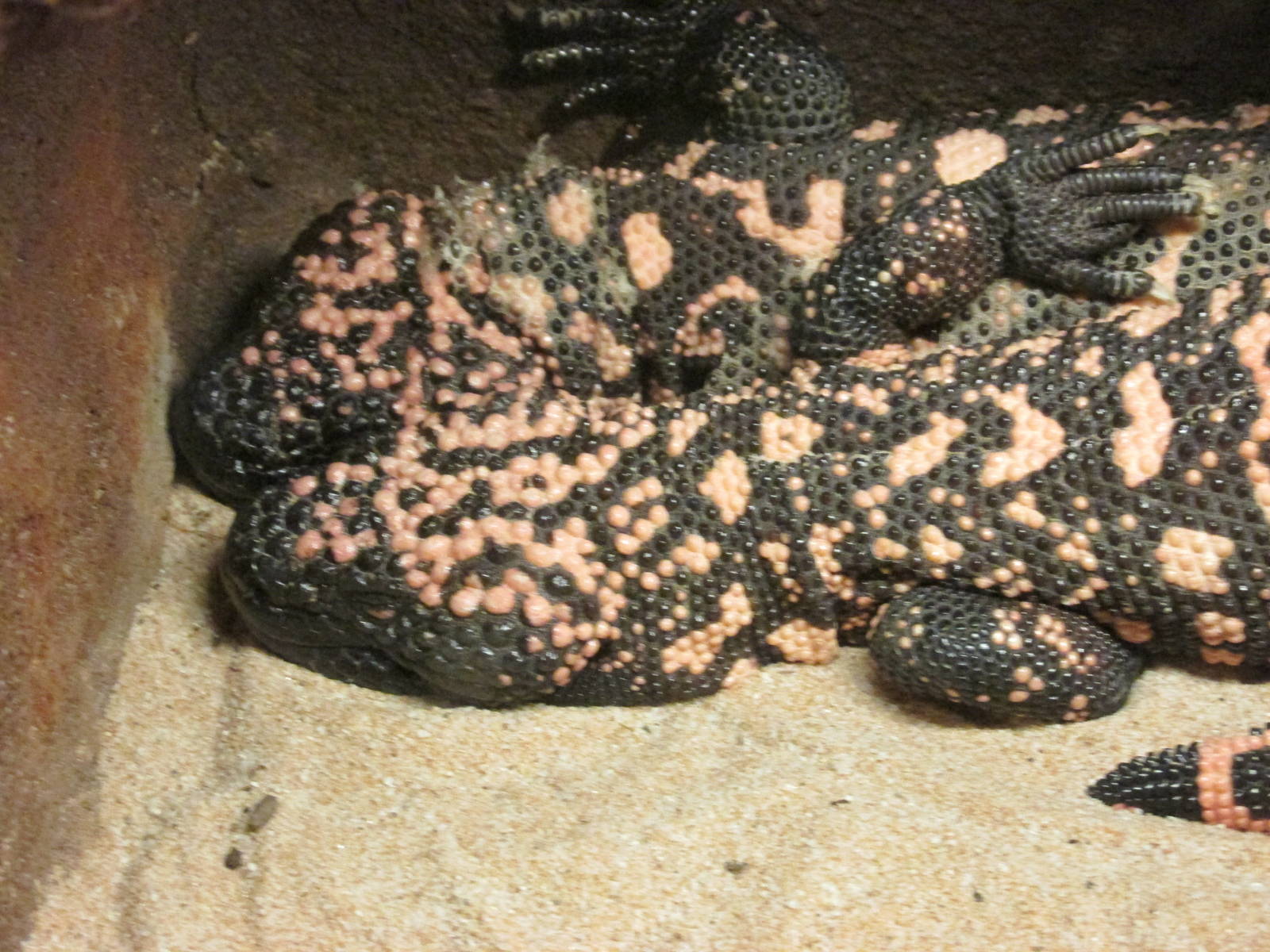 gila lizard san juan de aragon zoo