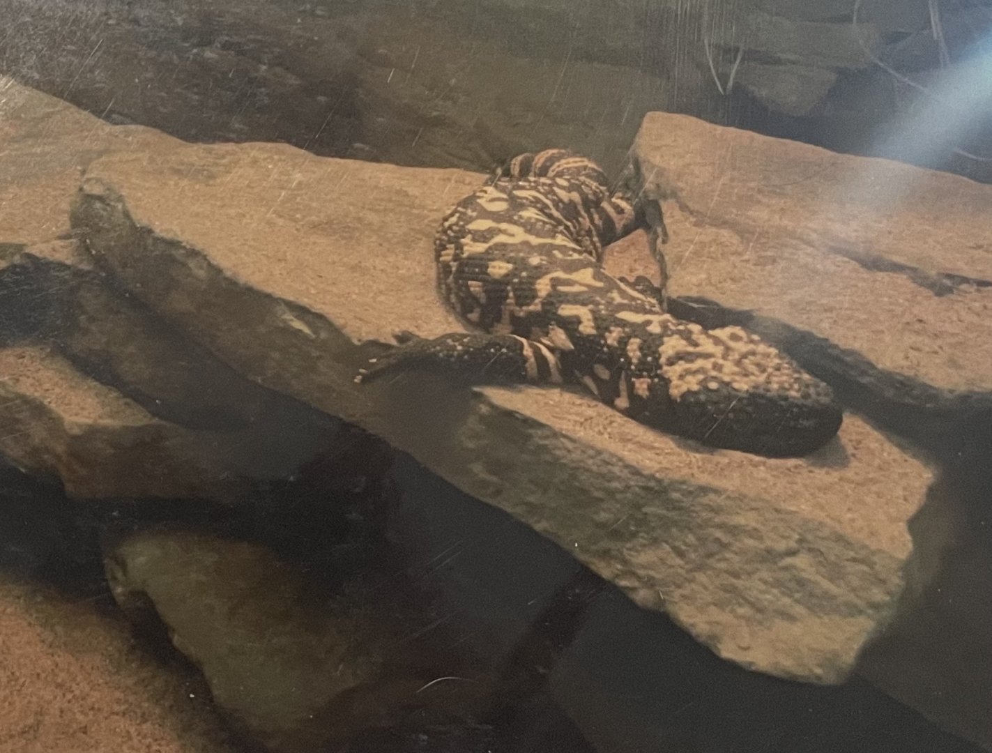Gila monster 2015