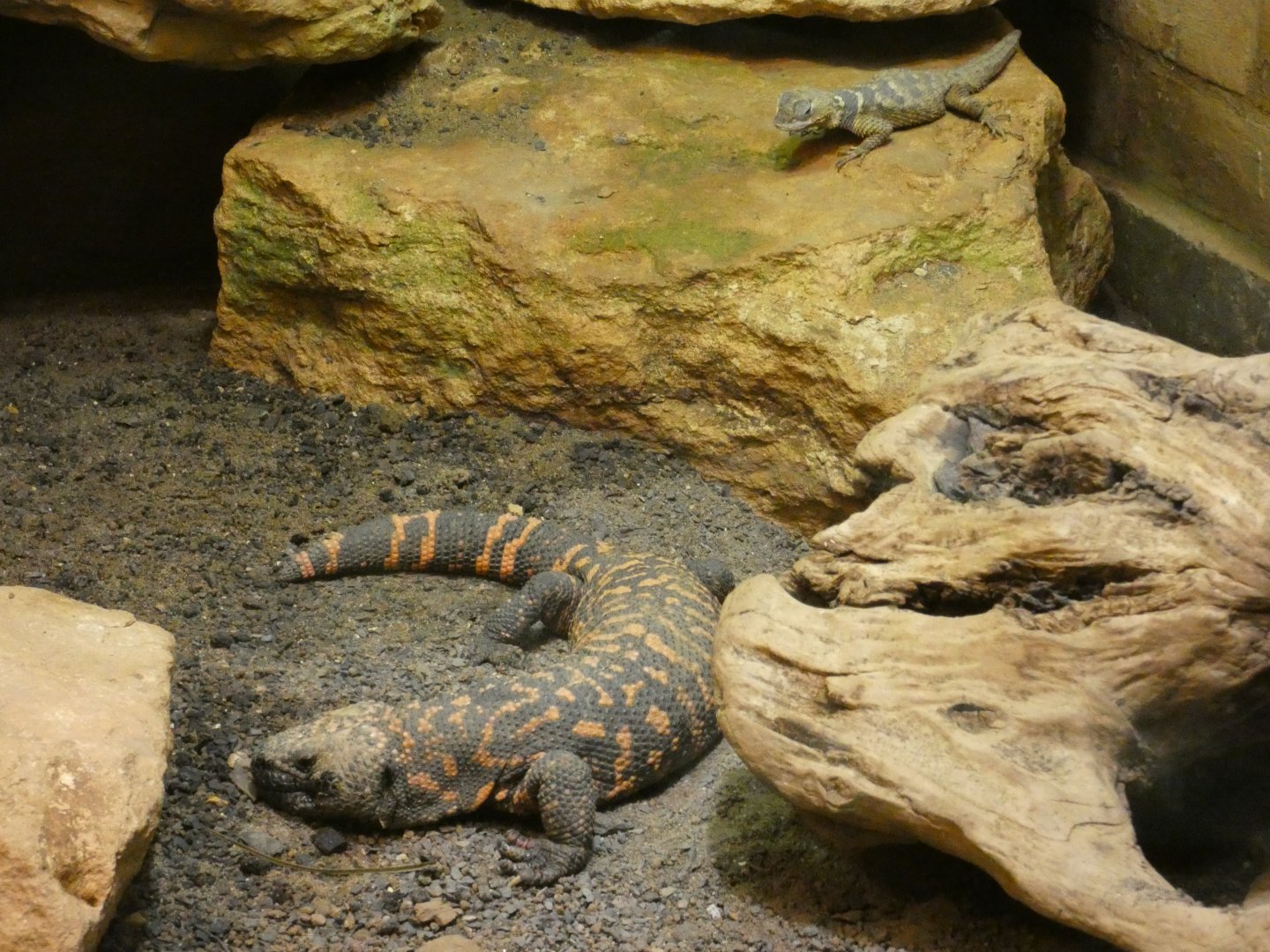 Gila monster and Blue spiny lizard