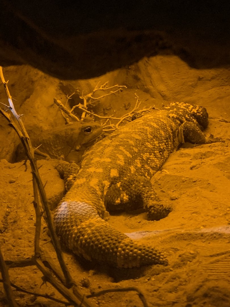 Gila monster and Colorado river toad