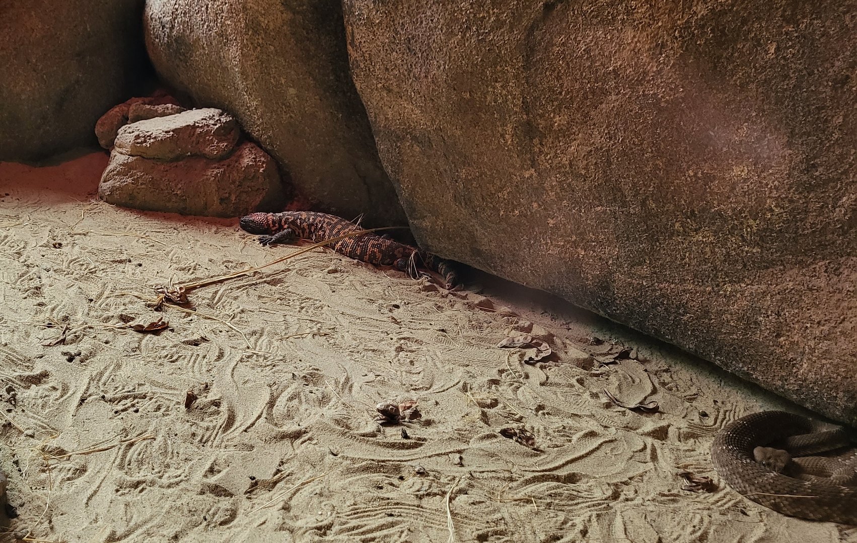 Gila monster and Rattlesnake