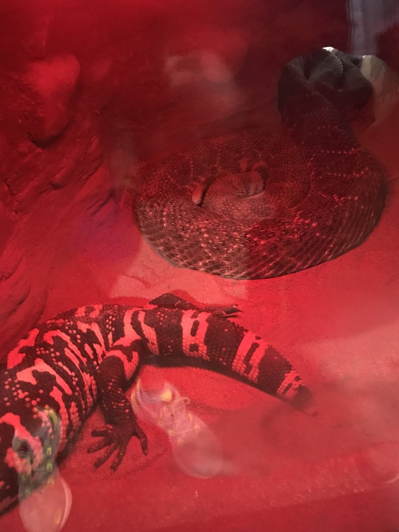 Gila monster and western diamondback rattlesnake