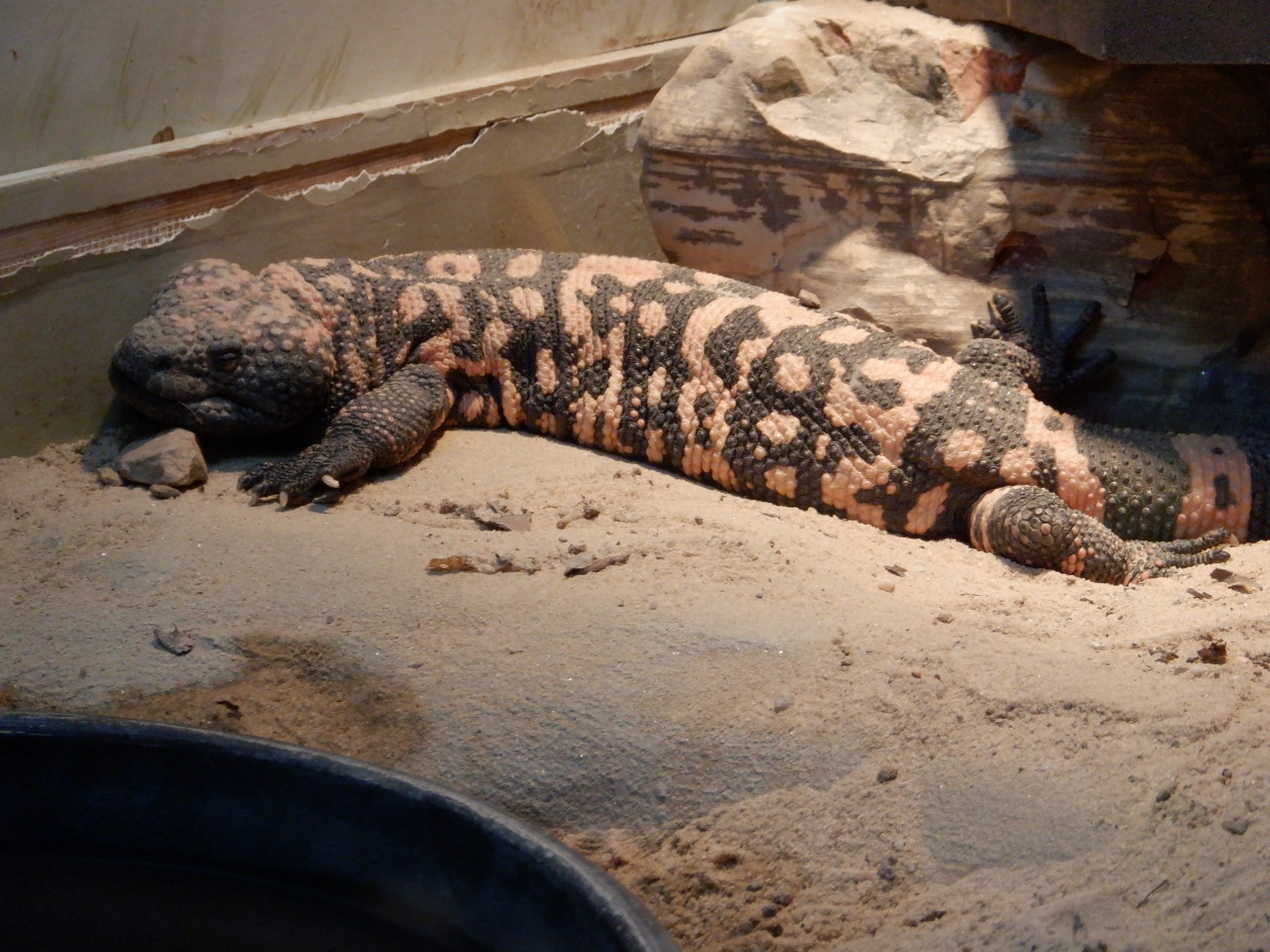Gila Monster at the Greensboro Science Center