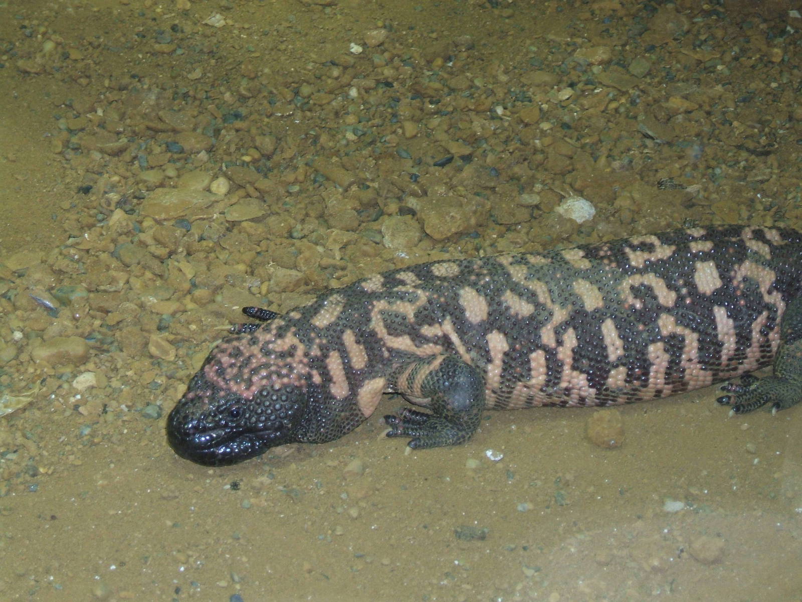 Gila Monster, Chester Zoo 2007